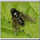 Cheilosia albitarsis - Weissfuss-Erzschwebfliege m01.jpg